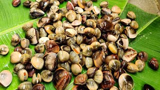 Catch N Cook Shells  How To Clean Seashells   Mouthwatering Clams Recipe  Seafood Shell [upl. by Adnawot]