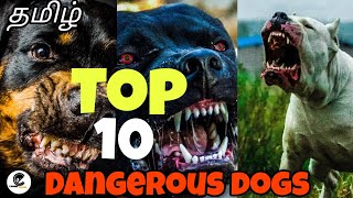 Top 10 ஆபத்தான நாய்கள்  dangerous dogs that you should fear some  canine empire [upl. by Dorin]