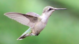 Hummingbird Wing Sounds [upl. by Jeralee33]