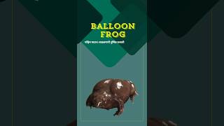 Balloon frog  frog [upl. by Lachlan]