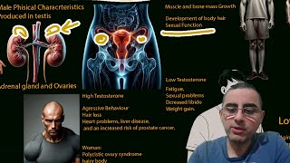 Testosterone 101 everything you need to know [upl. by Mctyre525]