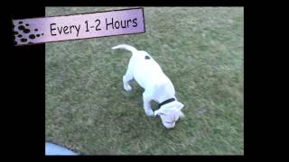 Dog Training Housebreaking in 3 Simple Steps  Thriving Canine [upl. by Fotina]