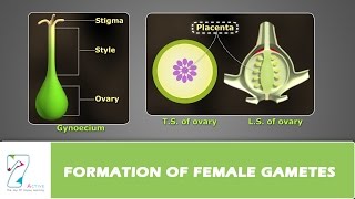 Formation of Female Gametes [upl. by Naitsabes]