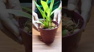 Secret of any orchid breed orchid plants garden [upl. by Carlyn186]