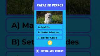 🔴 Adivina Estas Razas de Perros 🔴quiz perros preguntas pets adivina shorts [upl. by Gail]