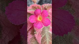 Episcia Pink Smoke [upl. by Jacobsohn]