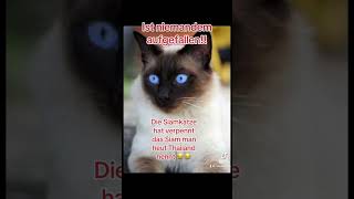 Siamkatze😂funny comedy trending lustig viralvideo memes [upl. by Melc178]