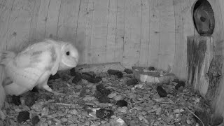 Tawny Owl amp Barn Owl Chase  Watch amp See what happens [upl. by Azeel899]