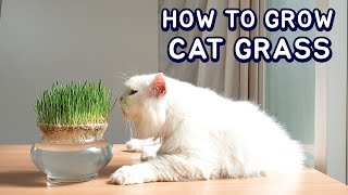 How to Grow Cat Grass at Home by Soil Less Easy Method [upl. by Oicnevuj727]