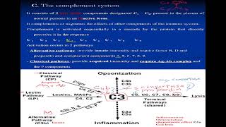 2 Immunology The complement system  Cells of immune system شرح بالعربي [upl. by Htiekram]