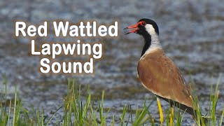 Red wattled lapwing sound and alarm call  Can you hear quotdidhedoit quot or a different sound [upl. by Ailaroc770]