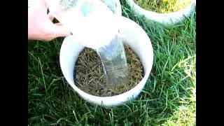 Soapy water flushing for black cutworms in turfgrass [upl. by Vernice]