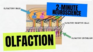 2Minute Neuroscience Olfaction [upl. by Cohleen]