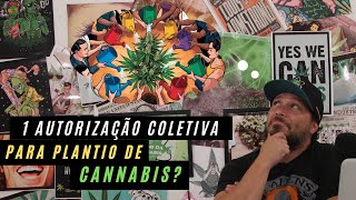 Brasil tem o seu 1 salvo conduto coletivo para plantio de cannabis liberado [upl. by Tallu]