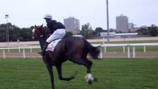 Hungarian horse race in Kincsem Park [upl. by Bard838]