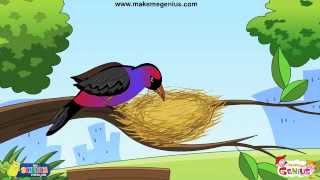 Animals Homes Birds Nests  for Kids [upl. by Einra]