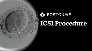 ICSI Procedure Explained  Science at Boston IVF [upl. by Lessur]