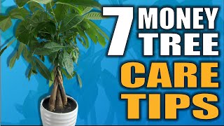 7 Money Tree Care Tips That you NEED to Know Pachira Aquatica Houseplant Care [upl. by Edwyna]