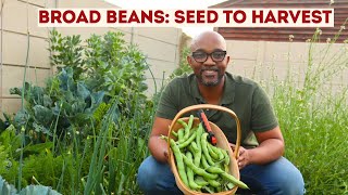 How to Grow Broad Beans Seed to Harvest Southern Hemisphere Guide [upl. by Imas]