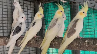 ALB BREEDING PROGRESS  FELLOW BUDGIES BREEDING PROGRESS COCKATIEL BREEDING PROGRESS [upl. by Edgar]