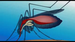 The Life Cycle of Malarial Parasite [upl. by Elletsirk]