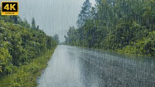 Overcome Stress and Enjoy a Good Nights Sleep with Heavy Rain and Thunder on a Quiet Forest Road [upl. by Philender]