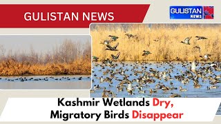 Hope Rises for Kashmir Wetlands as Water Levels Recover and Migratory Birds Return [upl. by Kared]