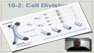 Chapter 10 Part 8  The Hayflick Limit and Telomeres [upl. by Mintz]