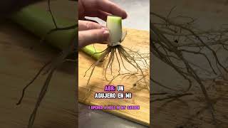 Sembrando cebollín en casa 🏡 how to plant chives shorts cebollitas garden onion howtoplant [upl. by Adalie]