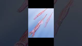 Belemnite fossil fossil ancientcreatures [upl. by Diarmid]