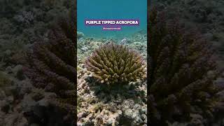 Wild tricolourbonsai purple tipped Acropora coral shorts ocean nature coral aquarium acro [upl. by Ahsimik163]