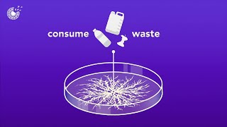 Training Fungi to Turn Waste into Green Building Materials From Mycelium to Insulation [upl. by Guerra]