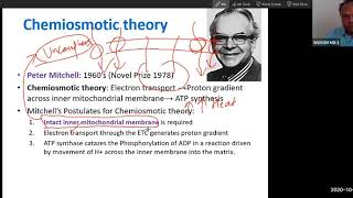 Chemiosmotic theory Uncoupler ATP synthetase Oxidative phosphorylation USMLE step 1 [upl. by Zinah809]