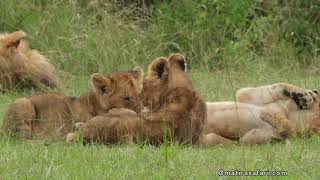 Rekero Lionpride chilling with small cubs  Matira Safari Maasai Mara [upl. by Arracat735]