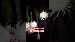 EPIPHYLLUM OXYPETALUM cactus epiphyllum video yt plants luckyplants love blossom [upl. by Stryker193]