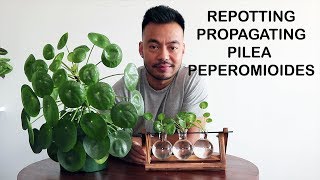 How To Repot amp Propagate  Pilea Peperomioides [upl. by Ferrel]