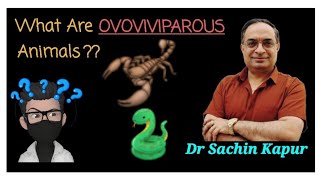 WHAT ARE OVOVIVIPAROUS ANIMALS [upl. by Arat257]