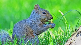 Sciurus carolinensis EASTERN GRAY SQUIRRELS feast on cicadas9088791 [upl. by Airotnes]