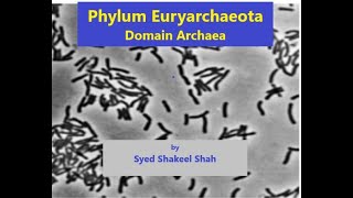 Phylum Euryarchaeota I Domain Archaea I Microbiology I [upl. by Walters888]