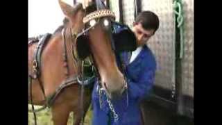 Cheval de trait  Documentaire COMPLET [upl. by Yetah30]