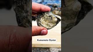 Enjoying Kumamoto Oysters at Mount Baker Beach WA shorts oysters recipe backyardsnacking sea [upl. by Jeroma]