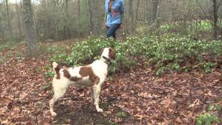 Bird Dogs Afield visits Sarah Conyngham and her Brittany spaniels [upl. by Alamap]