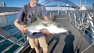 Fishing Sydney Harbour [upl. by Alica]