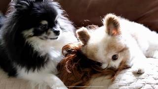 Cute Pomeranian Dogs Fight Over Halloween Wig They are VERY silly [upl. by Apps]