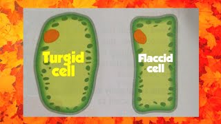 Turgid cells  Flaccid cells Turgidity  Flaccidity  class 7 science [upl. by Ogren]