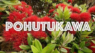 Pohutukawa  New Zealand Christmas Tree  DJI Mavic Pro [upl. by Ntsud]