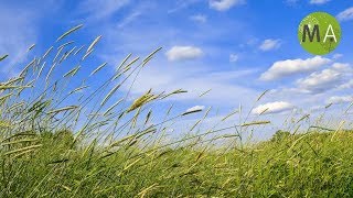 Wind Sounds  Full 60 Minute Soundscape [upl. by Remde581]