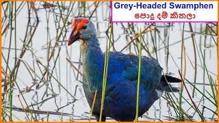 GreyHeaded Swamphen  පොදු දම් කිතලා Beddagana Wetland Park 2018 [upl. by Nelleeus551]