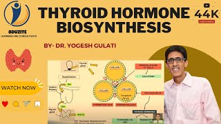 Thyroid Hormone Biosynthesis [upl. by Eednil33]