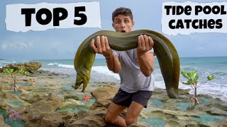 Top 5 Tide Pool Catches [upl. by Cheung]